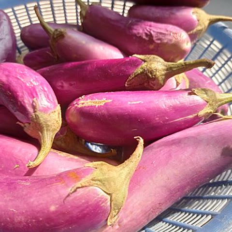 가지